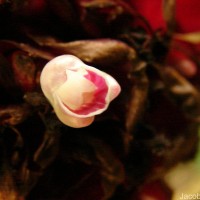 Elettaria floribunda Thwaites